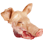Frozen Pork Head