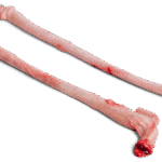 Quality Frozen Pork Penis