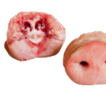 Frozen Pork Snout Bone-In