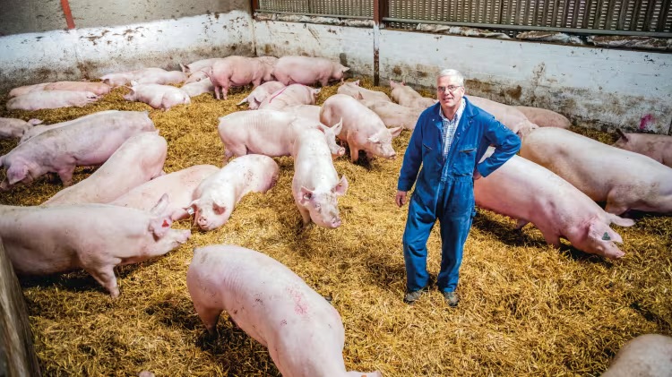 Sustainable Fresh Pork Production at Scale